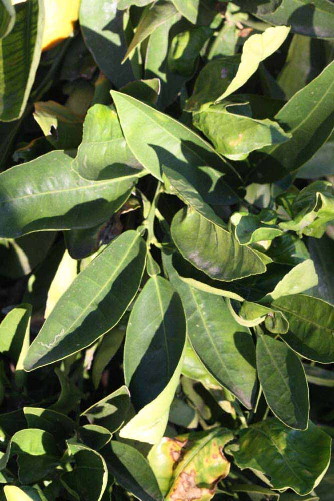            Sun leaves (Riverside, CA)   